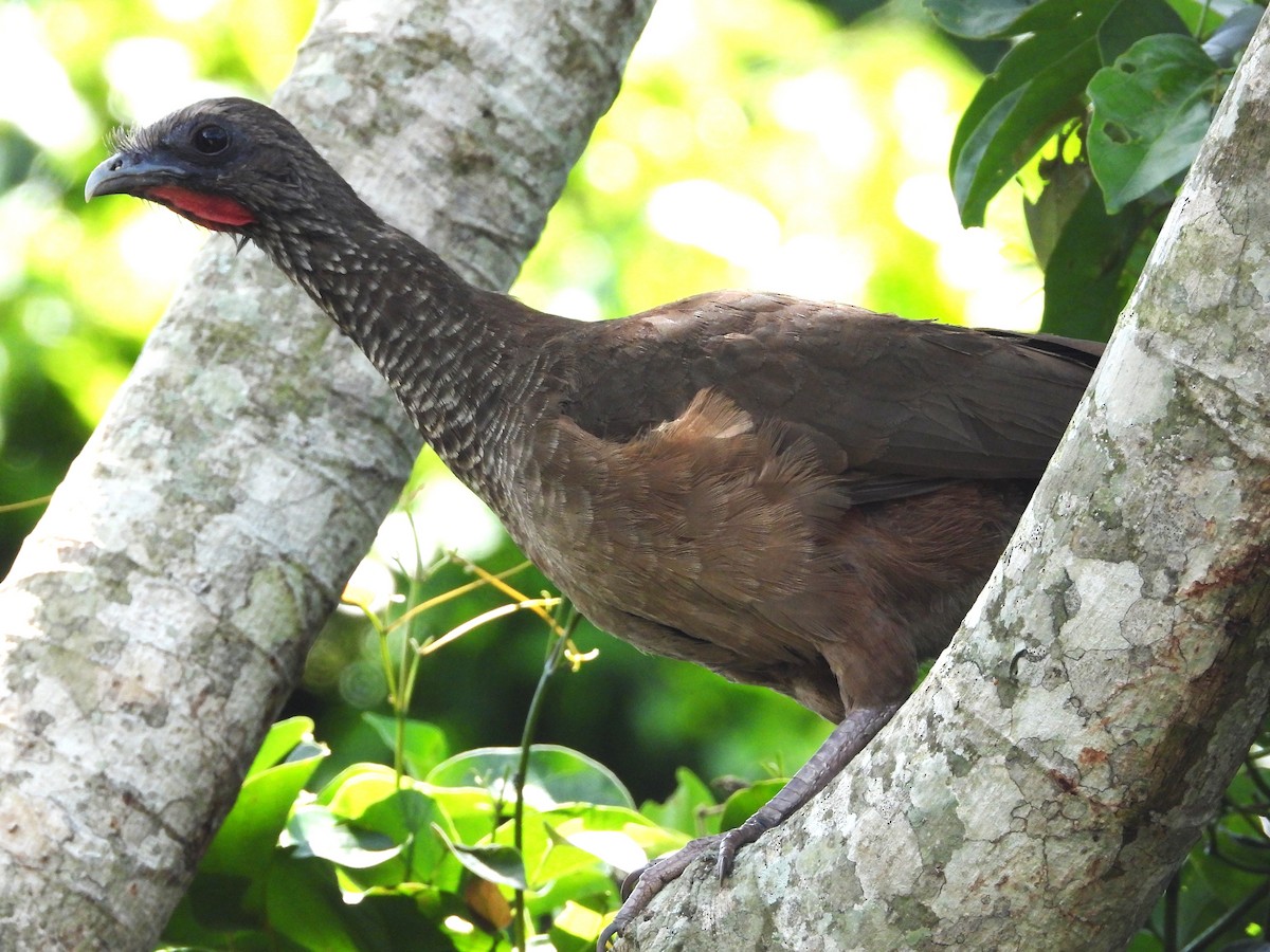 Speckled Chachalaca - ML645800786