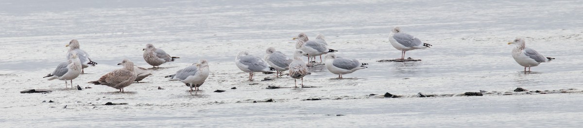 American Herring Gull - ML645800788