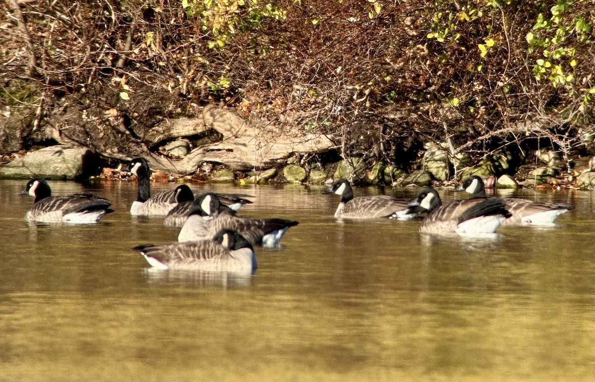 Canada Goose - ML645800789