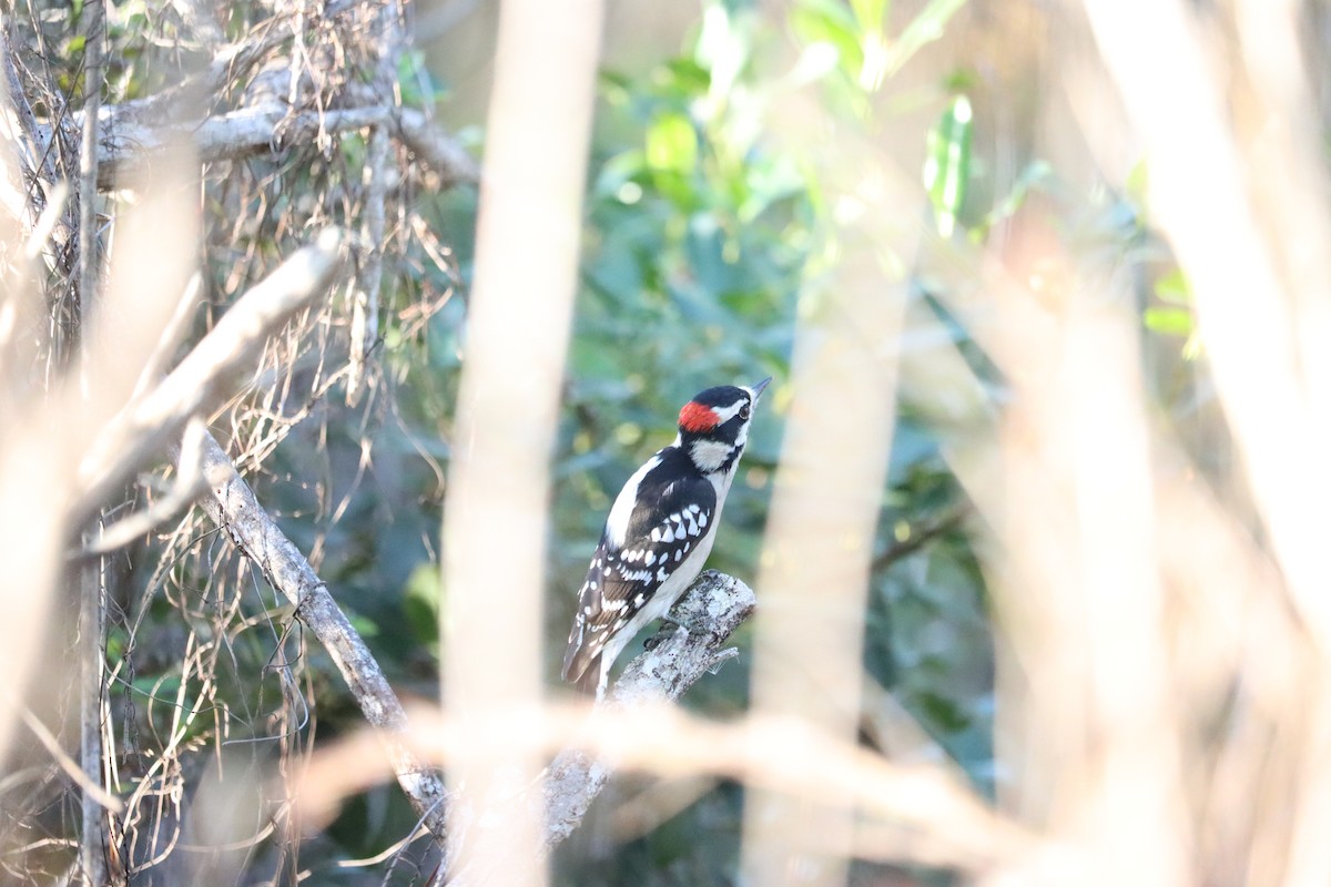 Downy Woodpecker - ML645800795