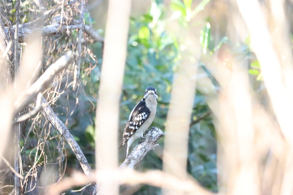 Downy Woodpecker - ML645800796