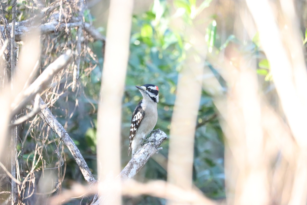 Downy Woodpecker - ML645800797