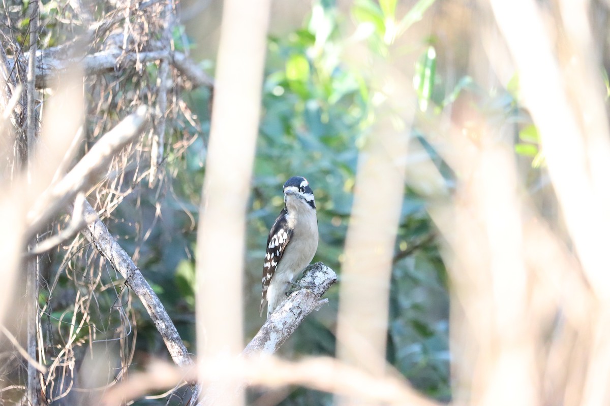 Downy Woodpecker - ML645800798