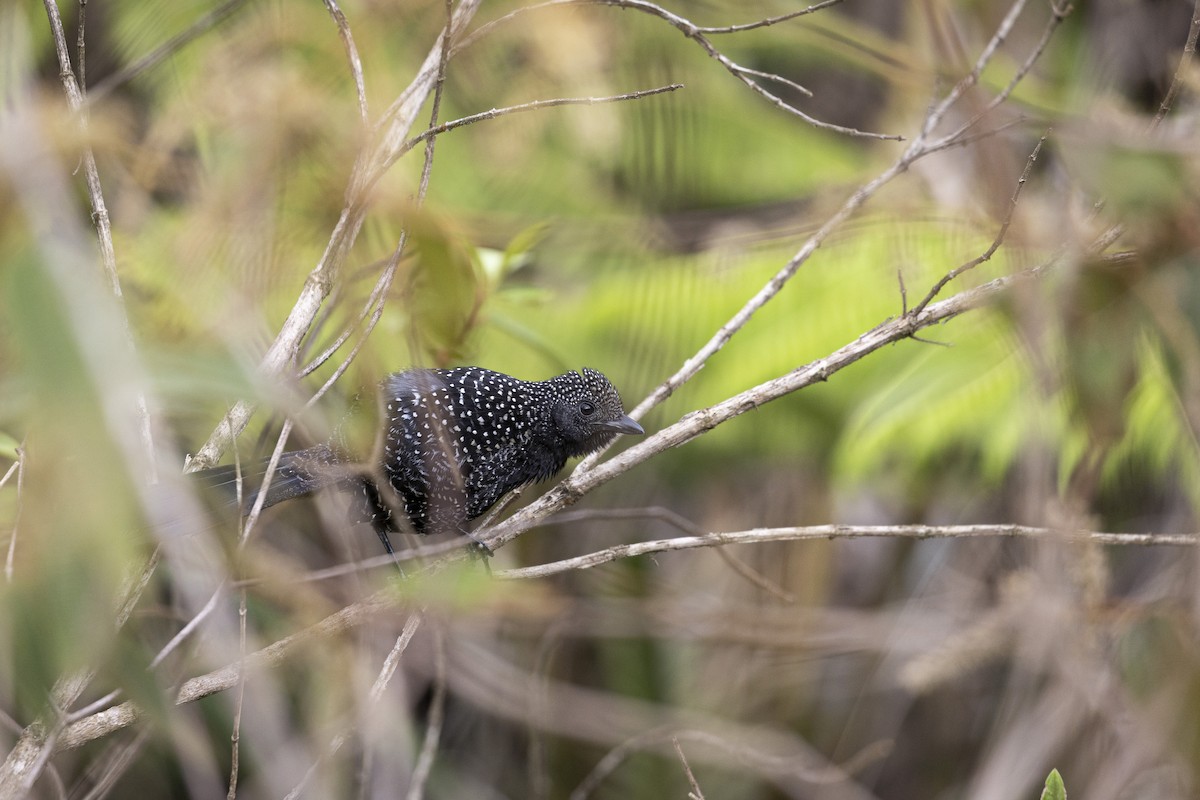 Langschwanz-Ameisenwürger - ML645800800