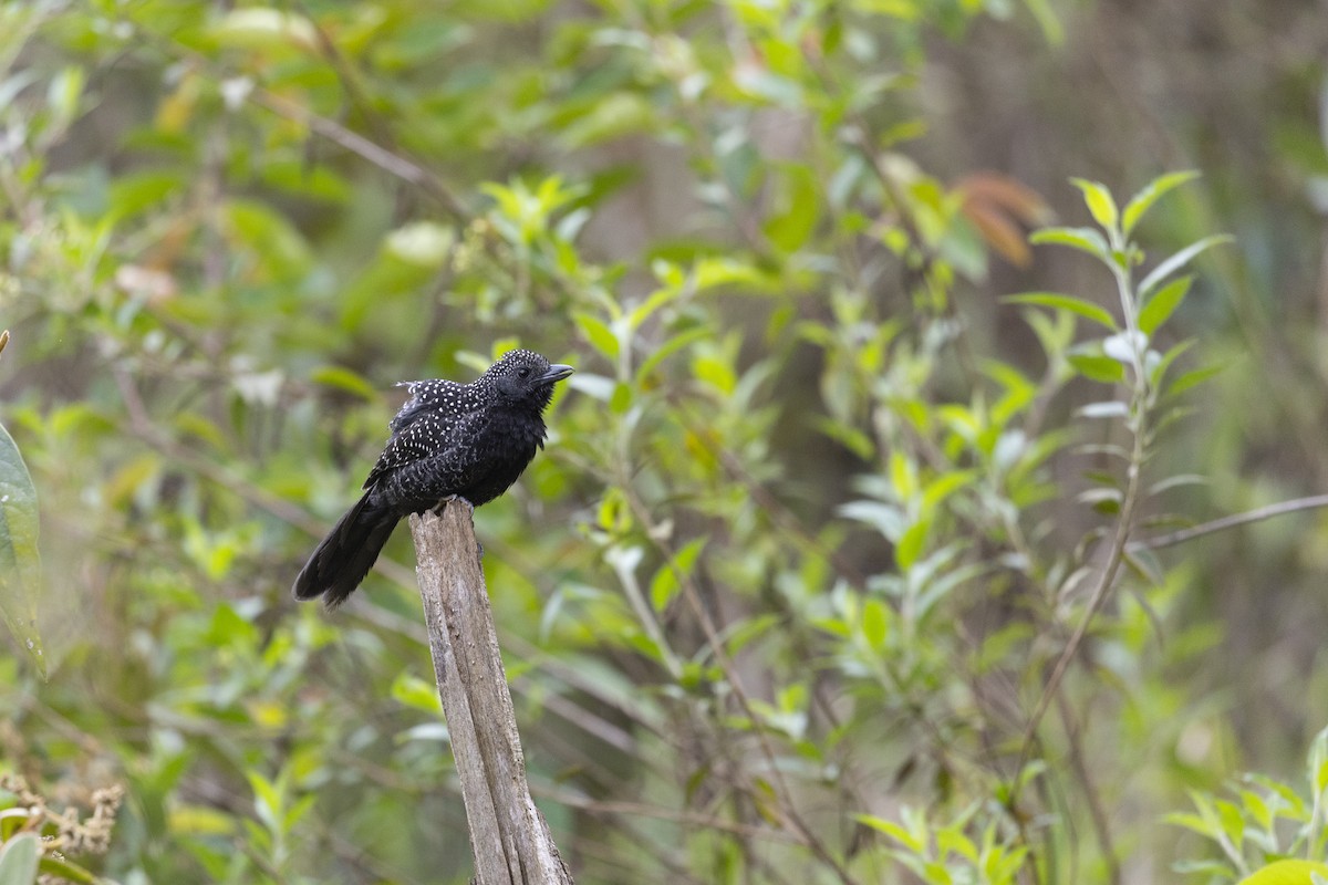 Langschwanz-Ameisenwürger - ML645800801