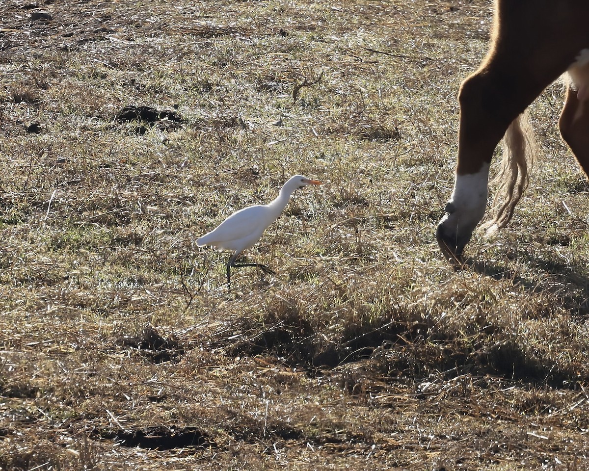 Western Cattle-Egret - ML645800806