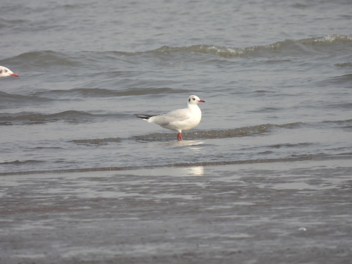 Black-headed Gull - ML645800814