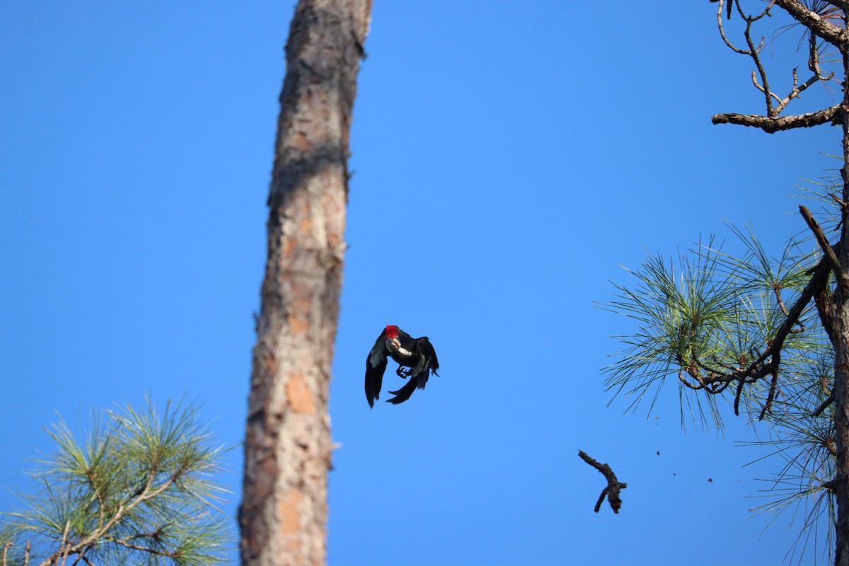 Pileated Woodpecker - ML645800817