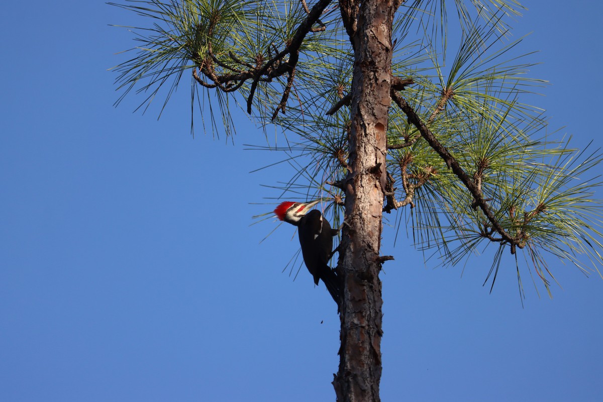 Pileated Woodpecker - ML645800818