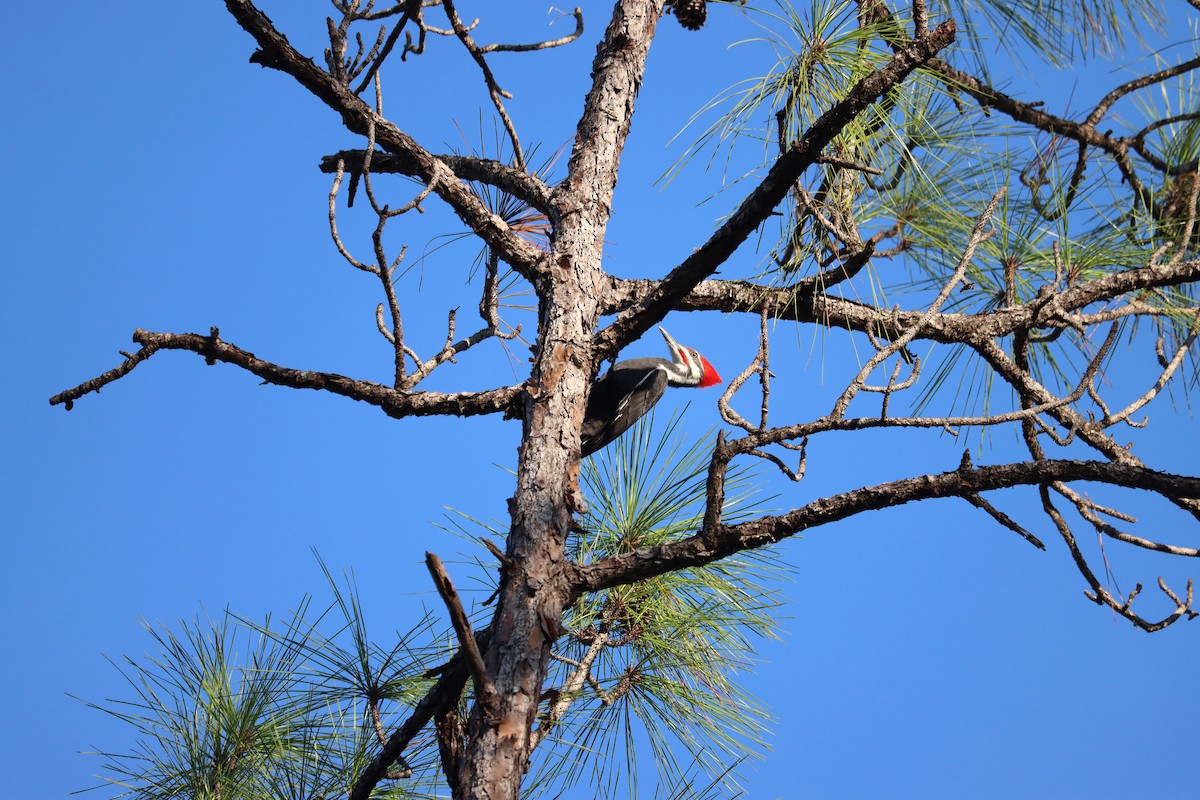 Pileated Woodpecker - ML645800819