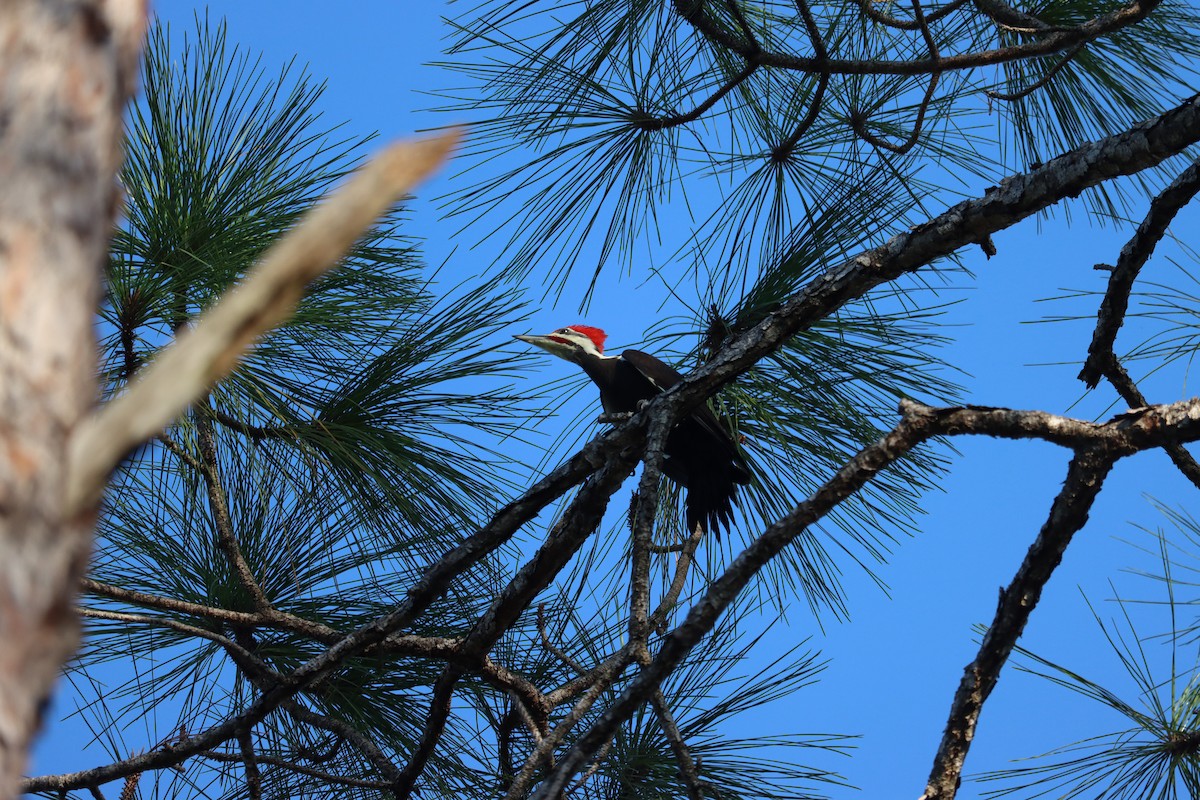 Pileated Woodpecker - ML645800820