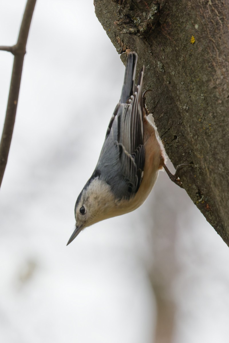 White-breasted Nuthatch - ML645800821