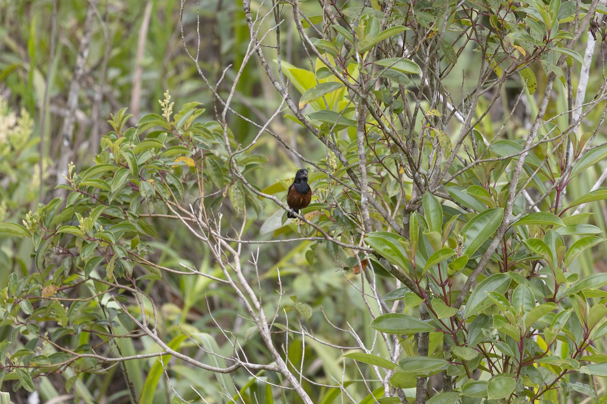 Braunbauchspelzer - ML645800822