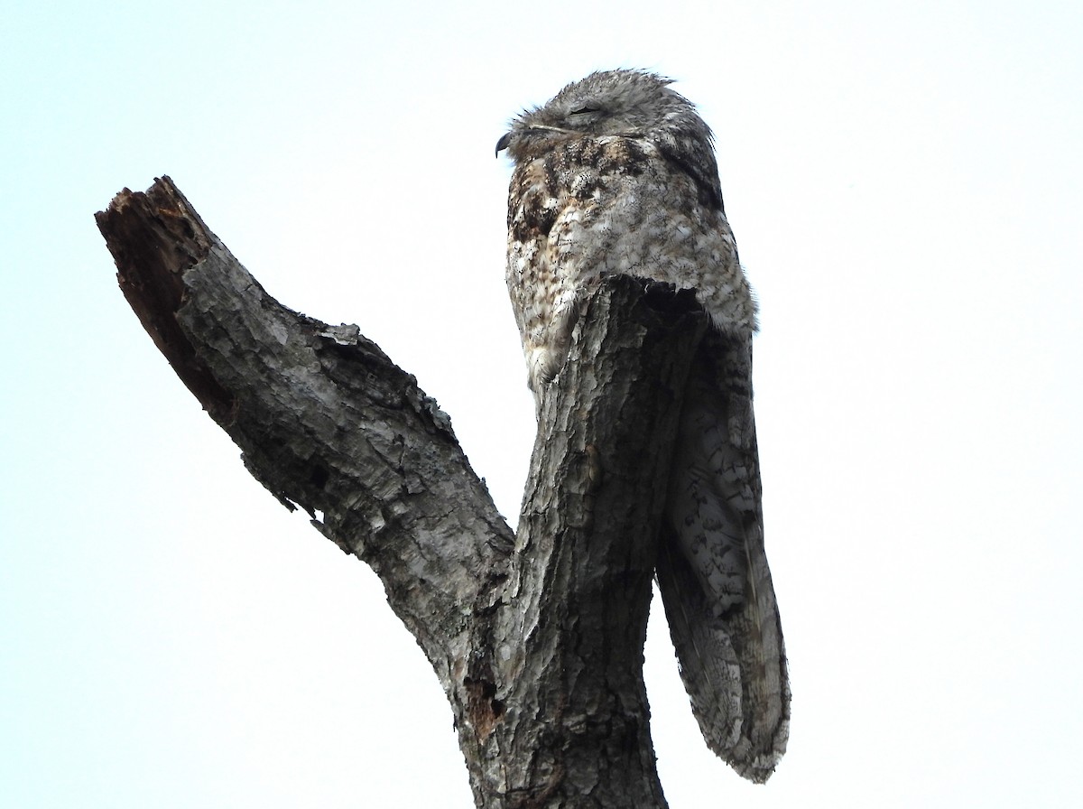 Great Potoo - ML645800826