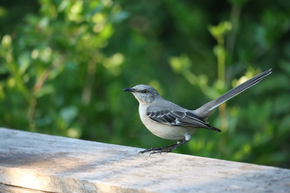 Northern Mockingbird - ML645800827