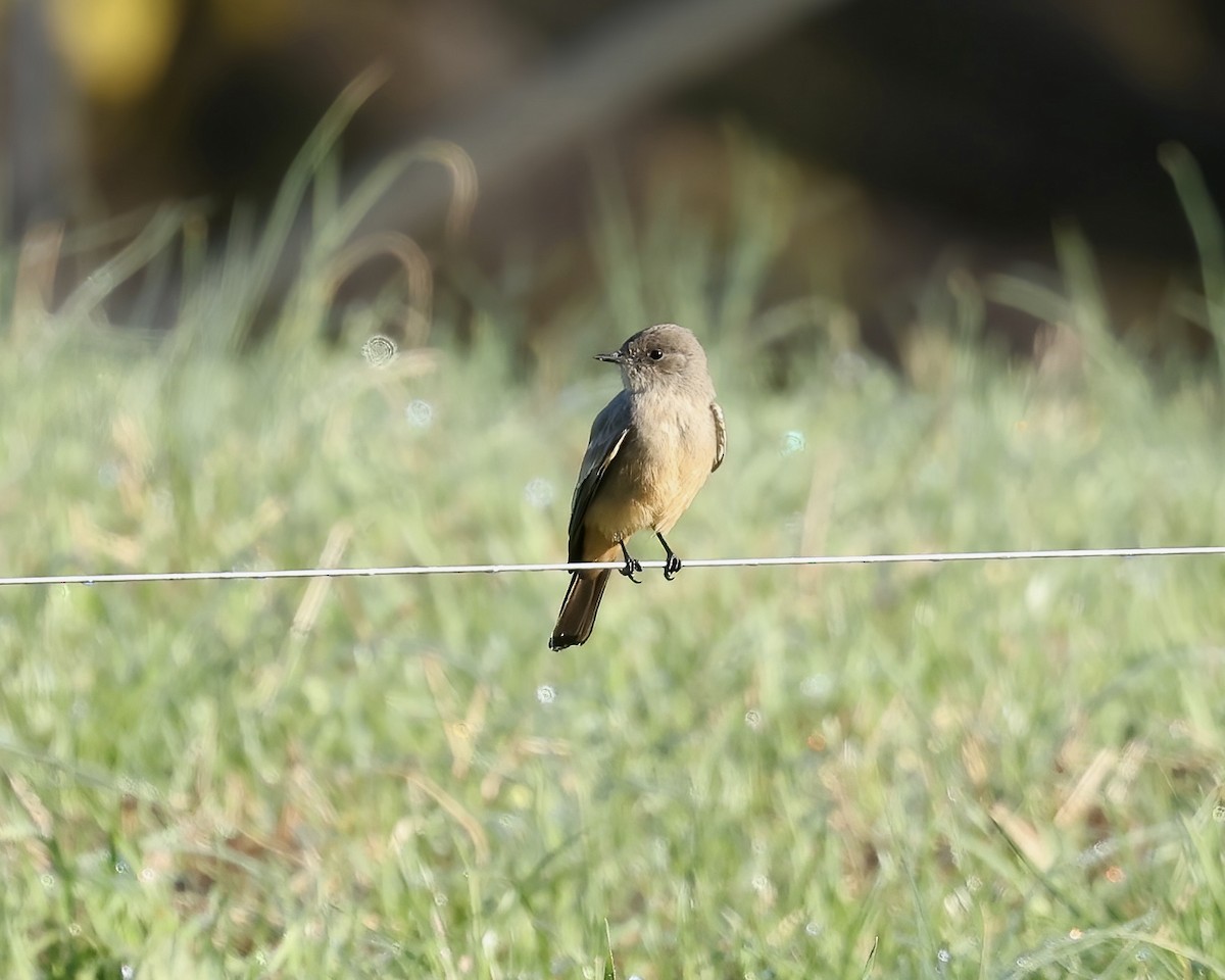 Say's Phoebe - ML645800829
