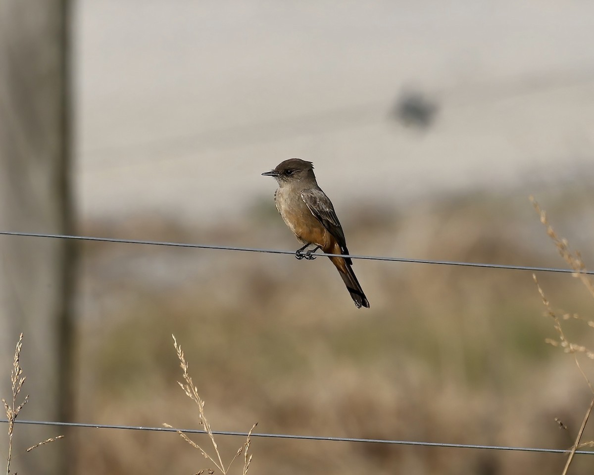 Say's Phoebe - ML645800830