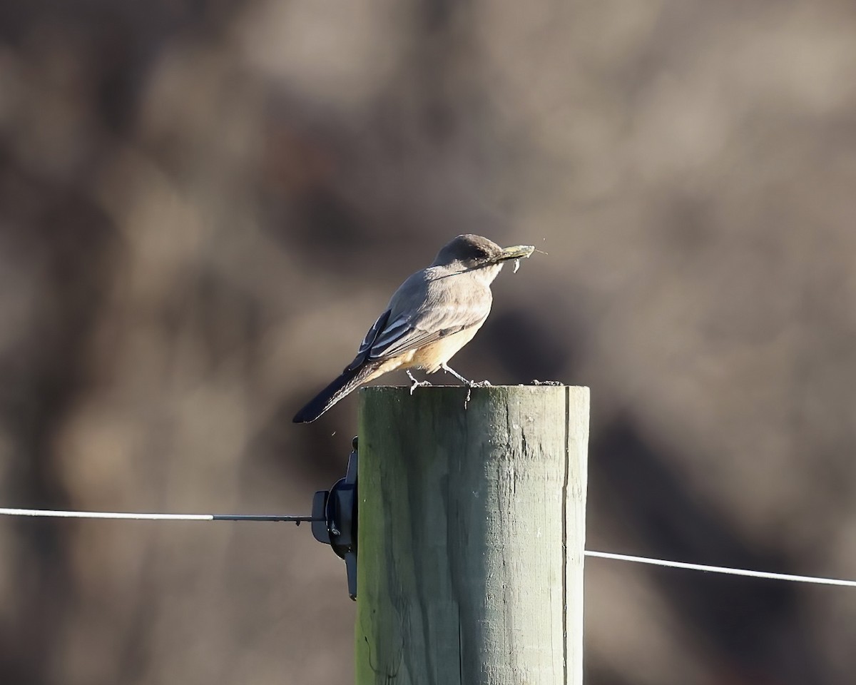 Say's Phoebe - ML645800831