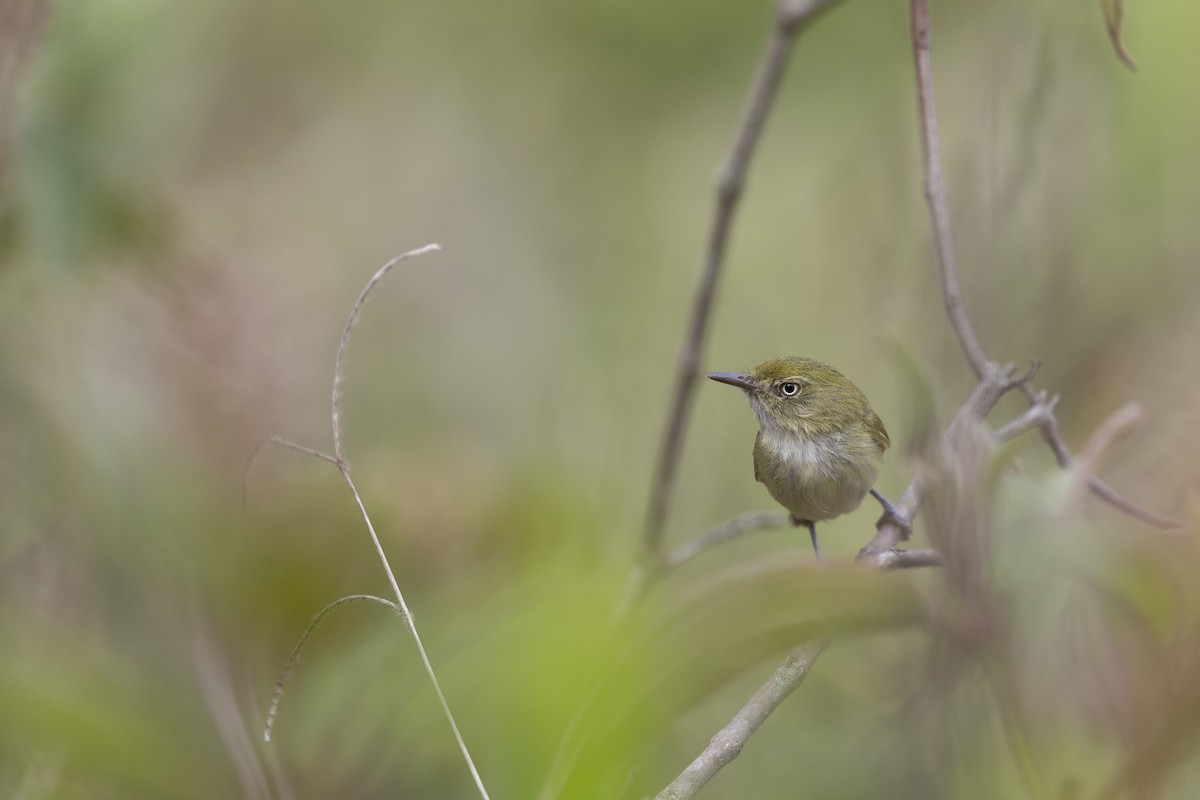 Grünrücken-Todityrann - ML645800834