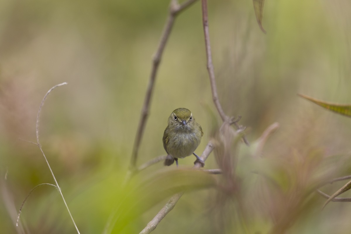 Grünrücken-Todityrann - ML645800835