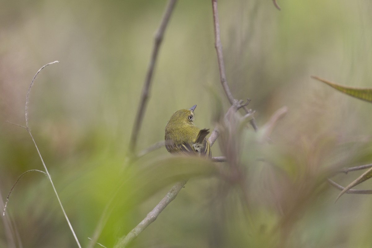 Grünrücken-Todityrann - ML645800836