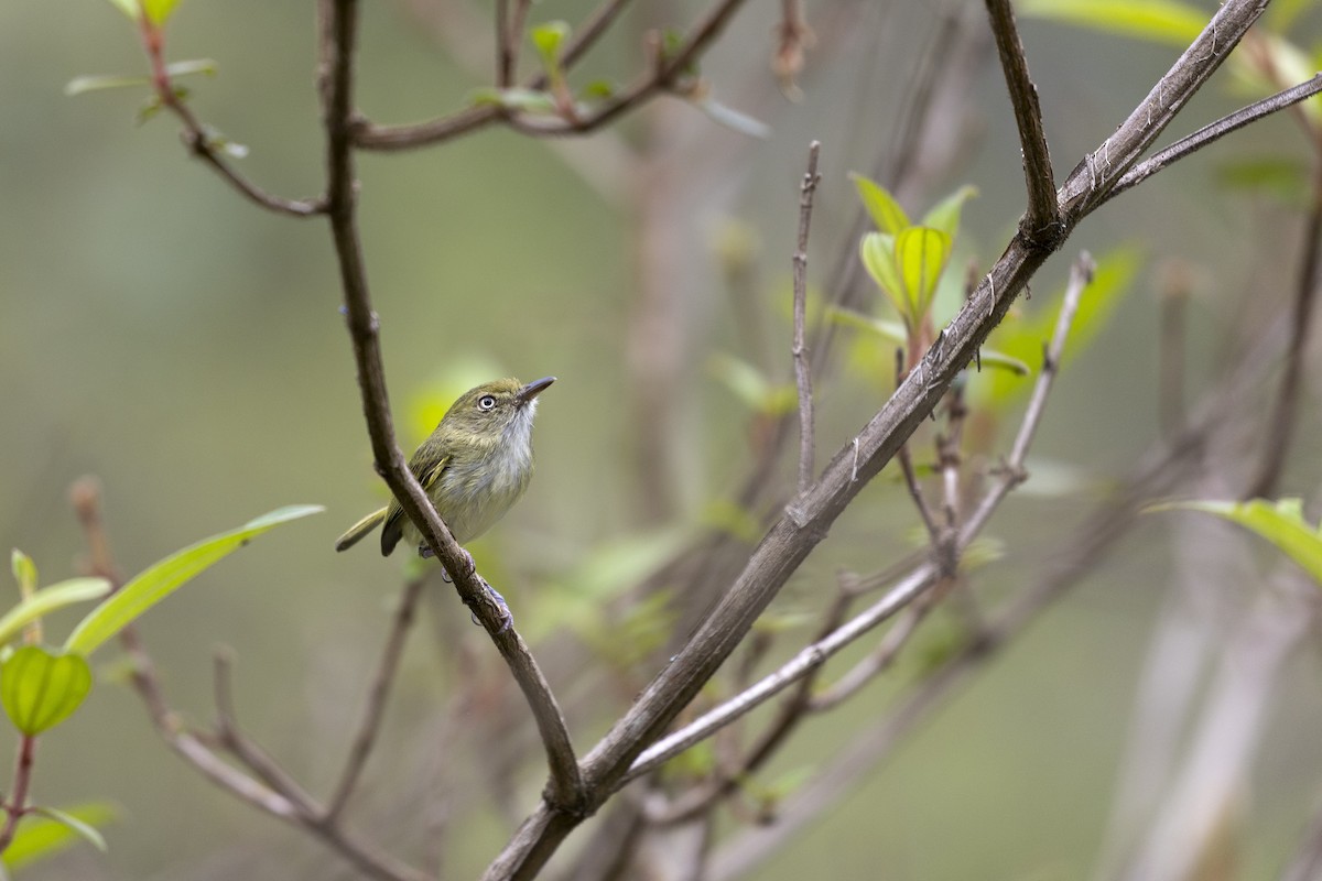 Grünrücken-Todityrann - ML645800837
