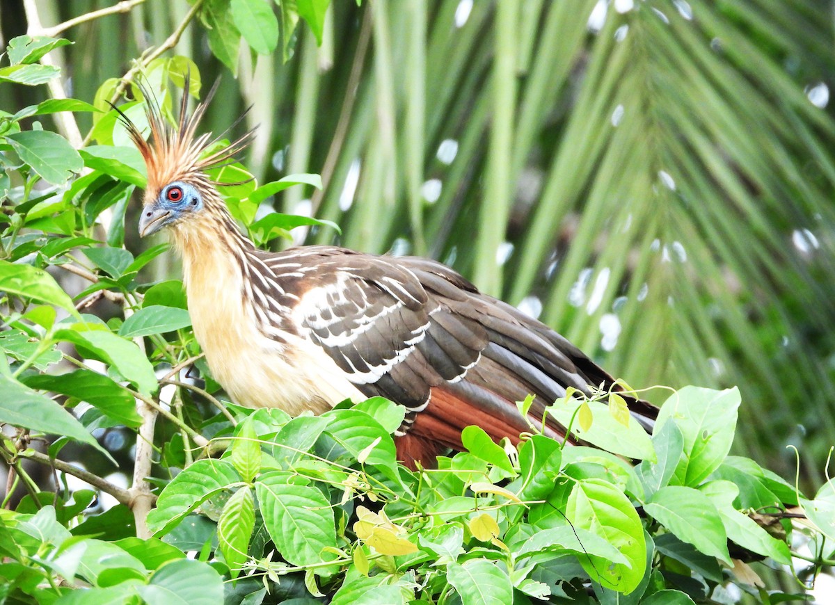 Hoatzin - ML645800846