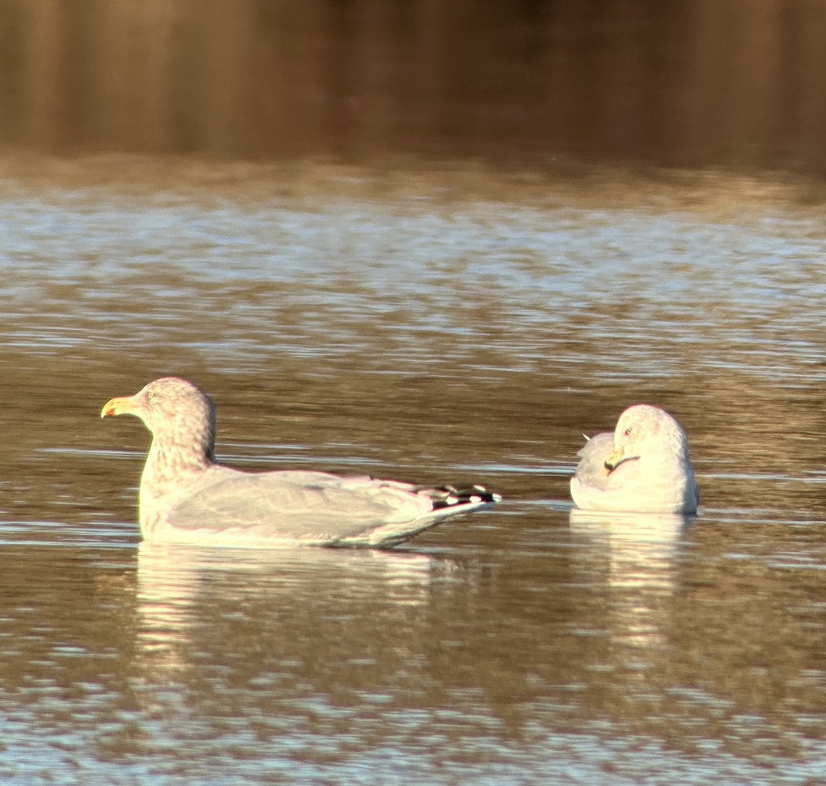 Ring-billed Gull - ML645800853