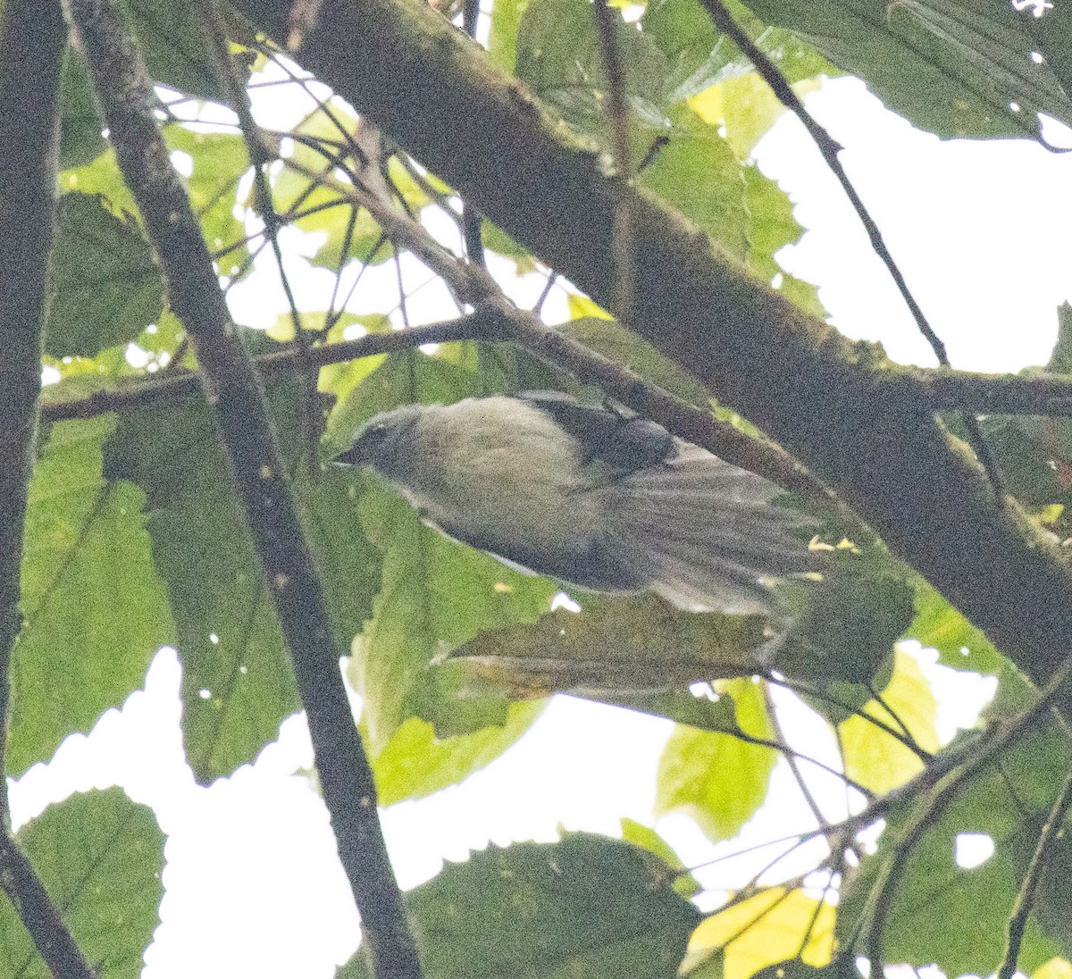 Ельмінія блакитна - ML645800856