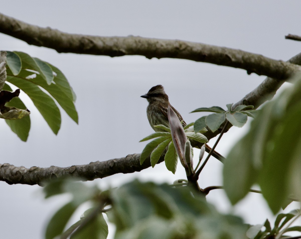 Schuppenrücken-Maskentyrann - ML645800860