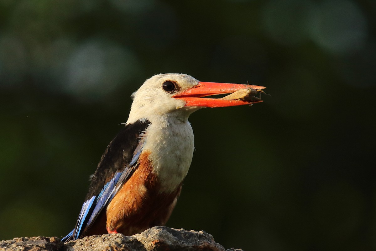 Martin-chasseur à tête grise - ML645800862