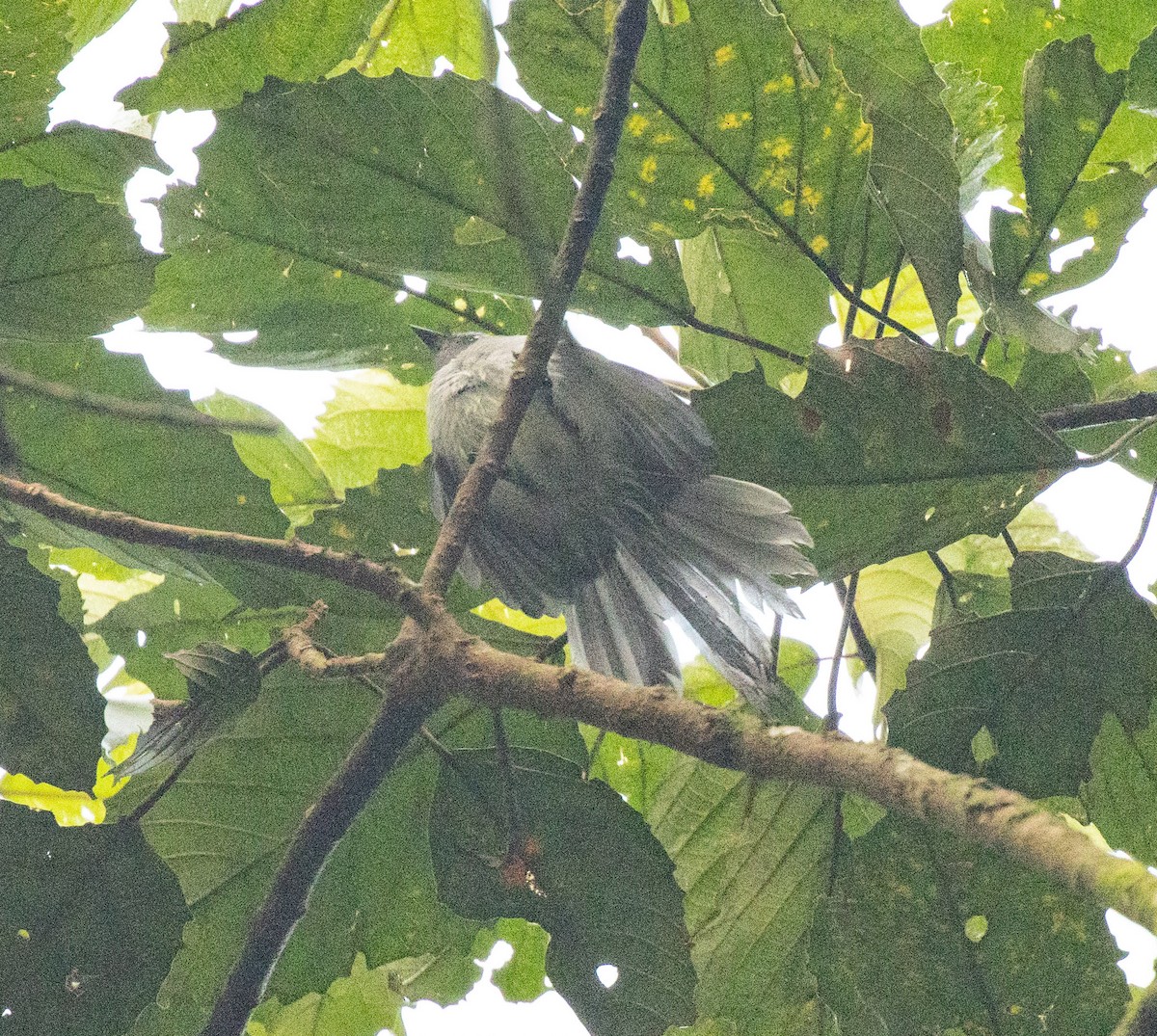 Ельмінія блакитна - ML645800864