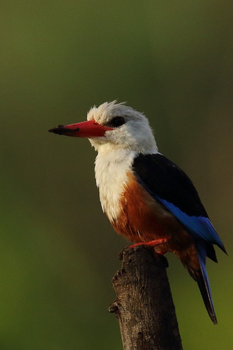 Martin-chasseur à tête grise - ML645800868