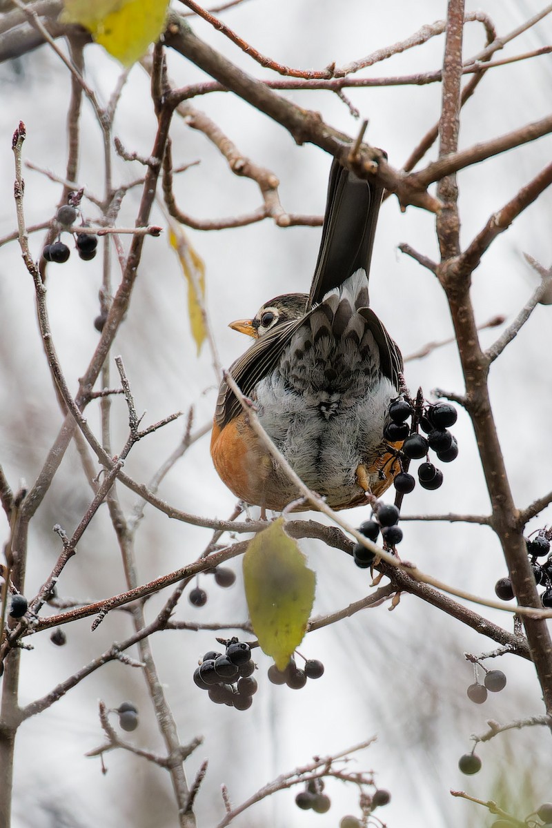American Robin - ML645800883