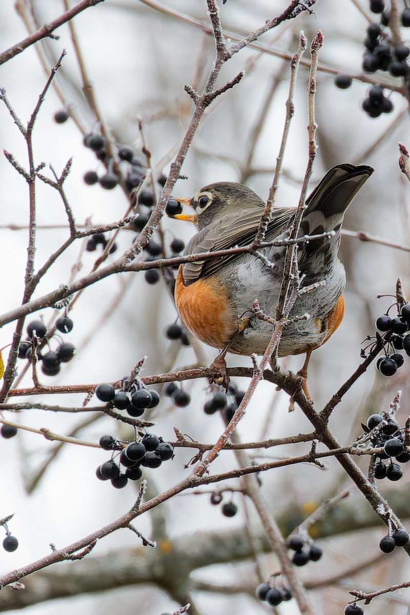 American Robin - ML645800884