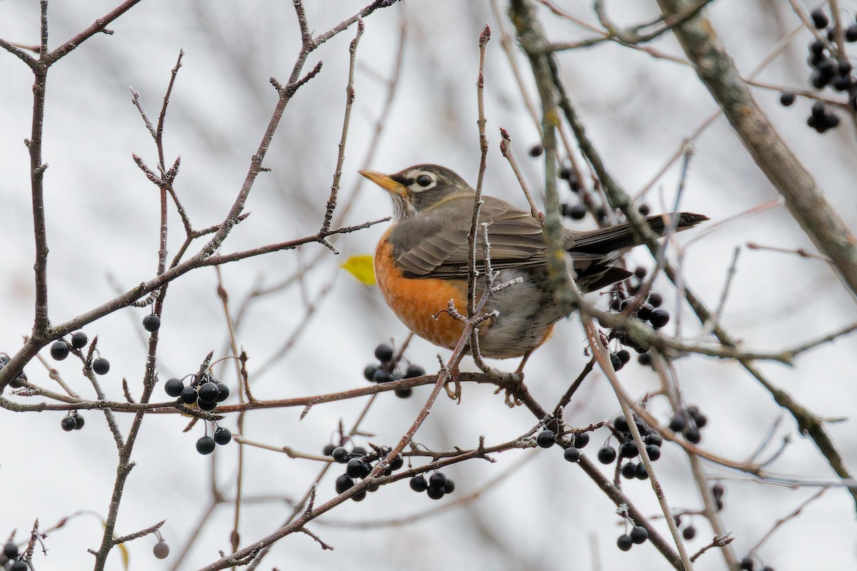 American Robin - ML645800885