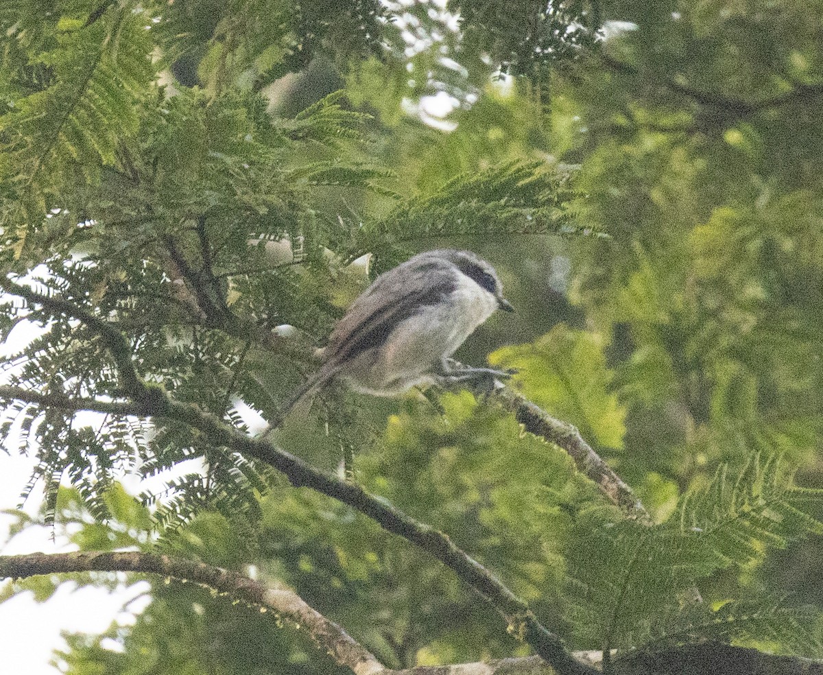 Alcaudón de Mackinnon - ML645800886