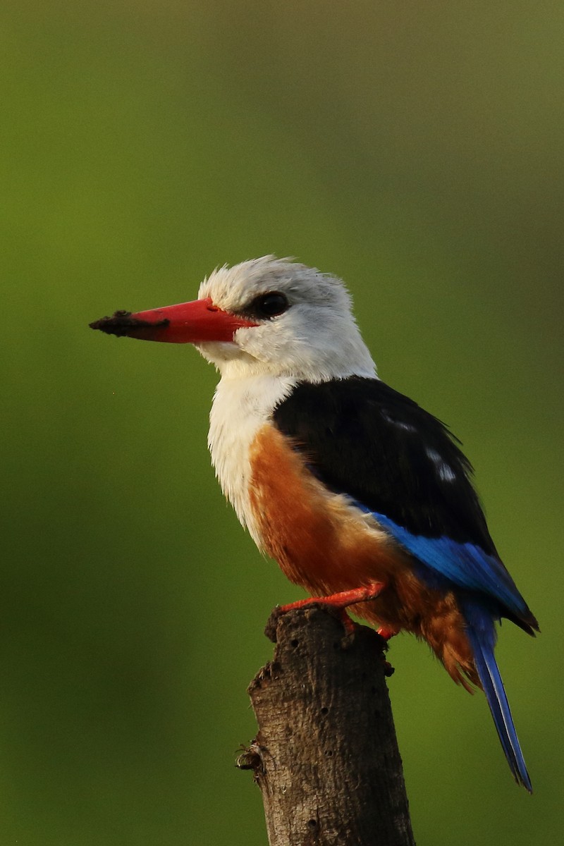 Martin-chasseur à tête grise - ML645800887
