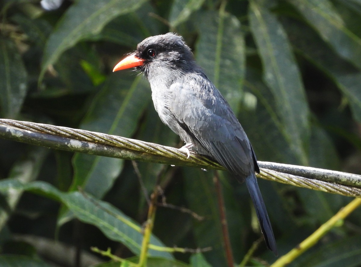 Black-fronted Nunbird - ML645800892