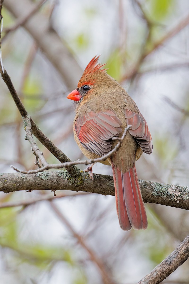 Northern Cardinal - ML645800899