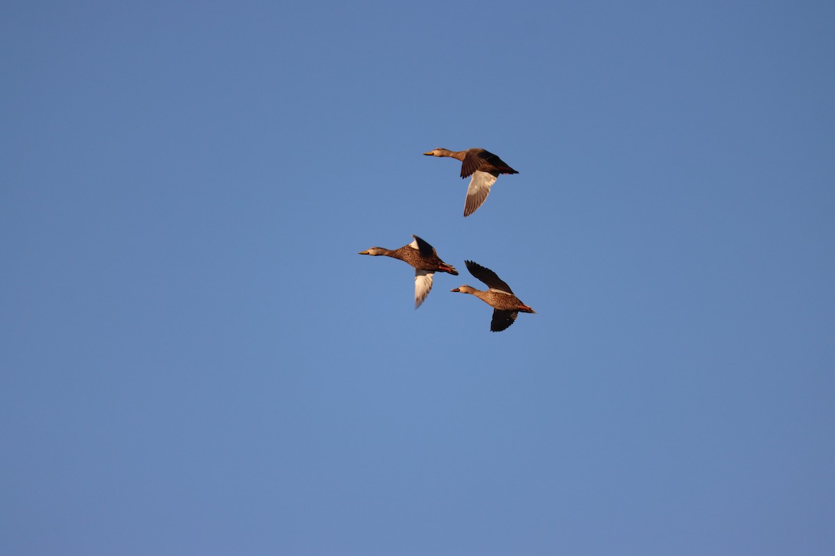 Mottled Duck - ML645800901