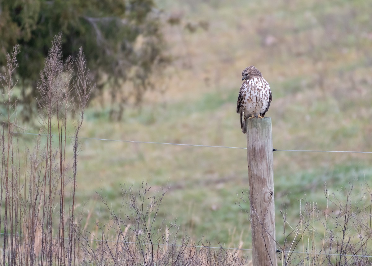 Red-shouldered Hawk - ML645800904