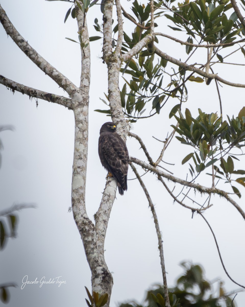 Short-tailed Hawk - ML645800905