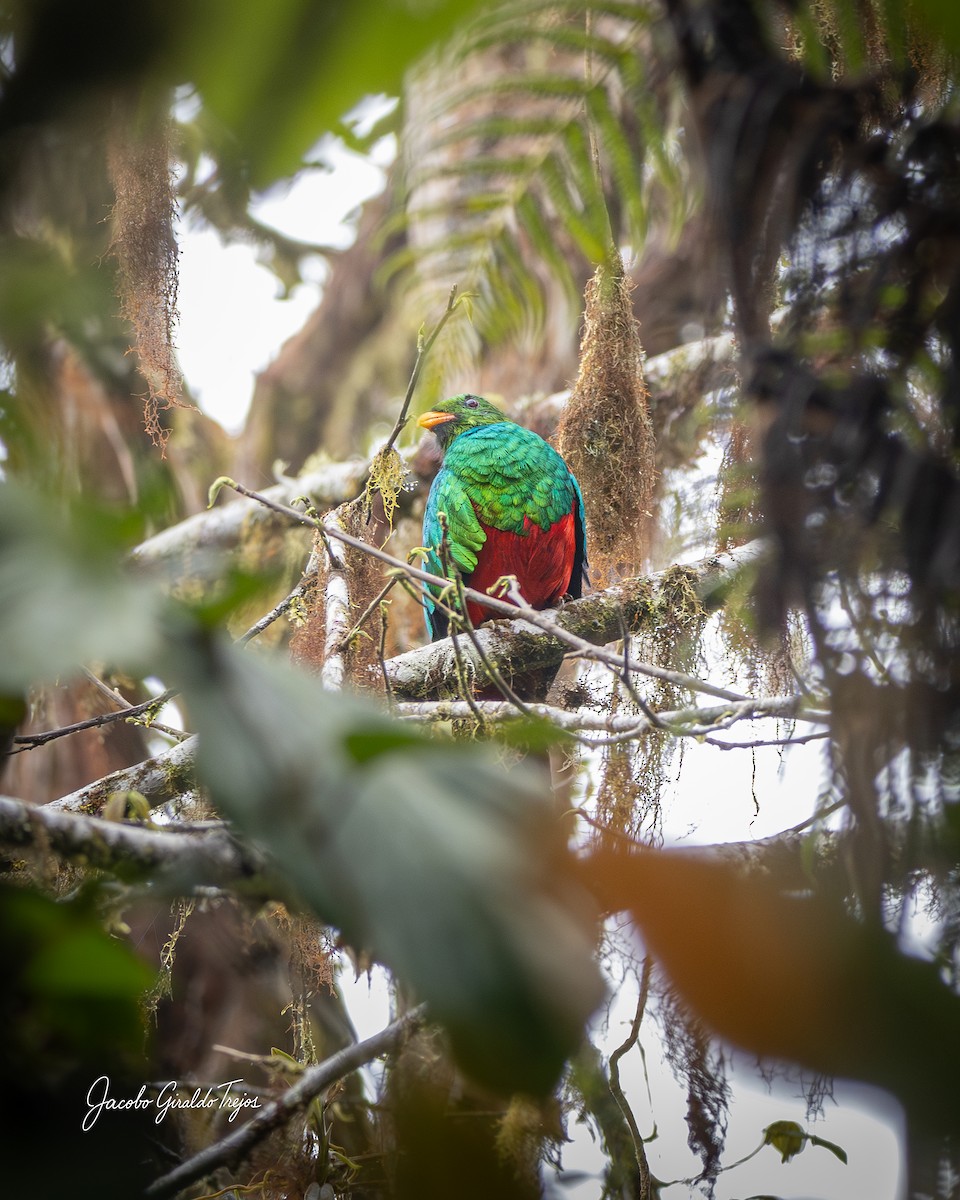 Golden-headed Quetzal - ML645800914