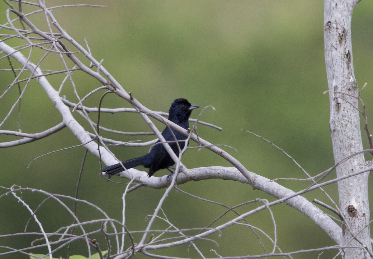 Kronentangare - ML645800917