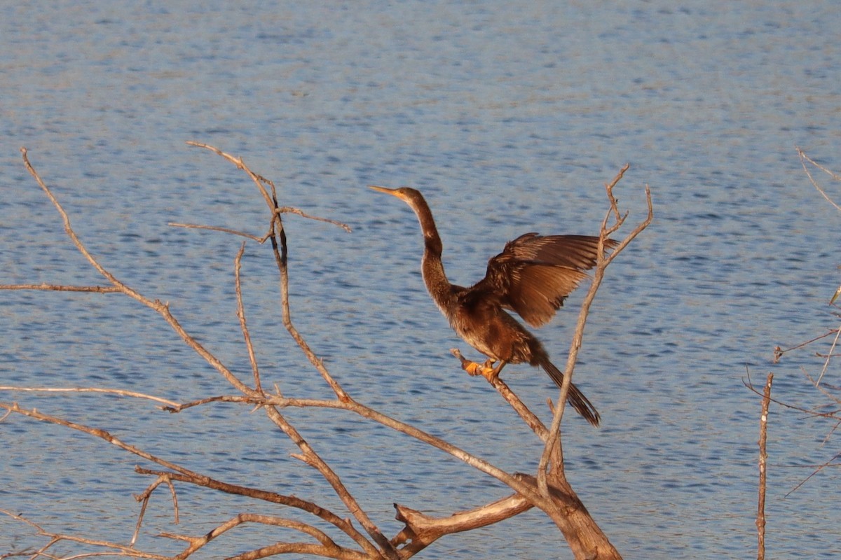 Anhinga - ML645800918