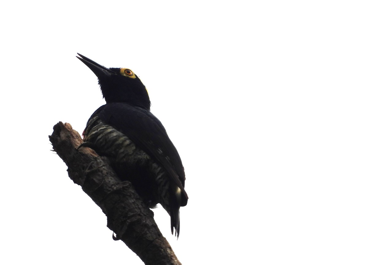 Yellow-tufted Woodpecker - ML645800919