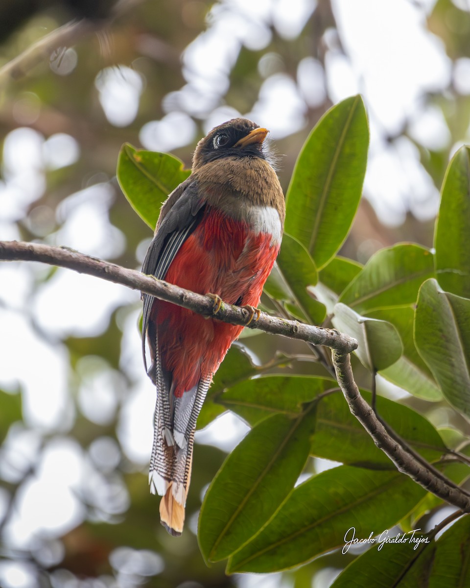 Masked Trogon - ML645800922