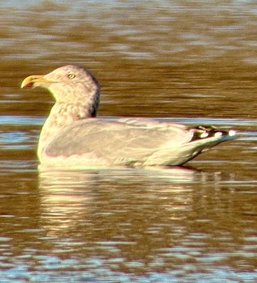 American Herring Gull - ML645800923