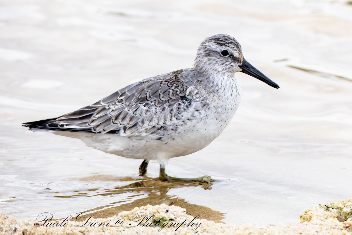 Bécasseau maubèche - ML645800925